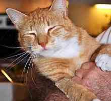 Отравления у кошек: симптомы, причины, лечение. Что делать при отравлении кошки крысиным ядом