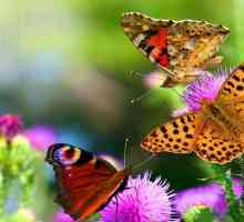 Ordinea fluturelor: reproducere, nutriție, structură și subspecii majore