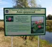 Lotus Lake în regiunea Volgograd: descriere, natură, excursii