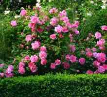 Парковые розы: фото с названиями, посадка и уход