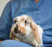 Pasteureloza iepurilor (septicemie hemoragică): căi de infecție, simptome, tratament, prevenire