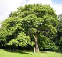 Pavlonia (copac): descriere, îngrijire, cultivare, udare și recenzii