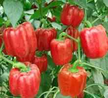 Перец сладкий: выращивание и уход от семян до плодов
