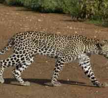 Leopardul asiatic. Aspect dispărut. descriere