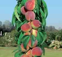 Peach Colon: descrierea soiurilor, particularitățile cultivării