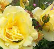 Плетистая роза Казино: отзывы, фото, описание