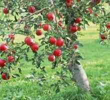 Fructe de mere - cele mai comune fructe