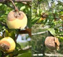 De ce mănâncă mărul pe un copac? Cum de a salva recolta?