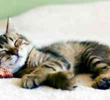 De ce pisicile dorm mult? De ce o pisica mananca prost si doare mult?
