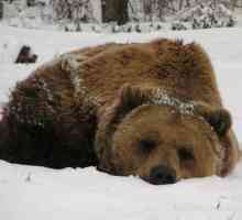 De ce poartă ursul să-și alăptească labele și să doarmă în timpul iernii?