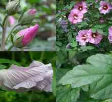 De ce nu floare hibiscus (trandafir chinezesc)? Descriere, secrete de cultivare, fotografie