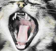 De ce pisica miroase din gură: cauzele și soluția problemei