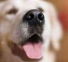 De ce câinii au un nas umed și ce spune?