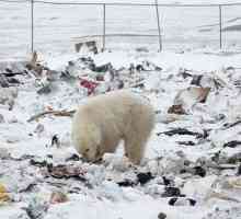 De ce este redus numărul de urși polari din Arctica?