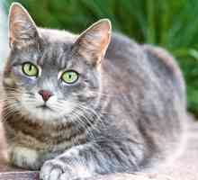 Acarianul subcutanat la pisici: tratament la domiciliu și prevenire