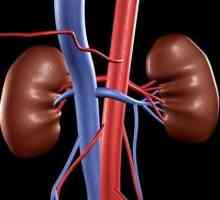 Detalii despre modul de tratare a rinichilor în diferite boli