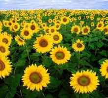 Ulei de floarea soarelui: compoziția produsului și proprietăți utile