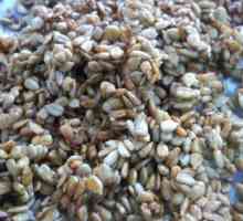 Semințele sunt utile sau dăunătoare pentru alăptare