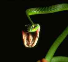 Informații utile și interesante despre șerpi