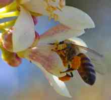 Proprietăți utile ale polenului colectate de albine