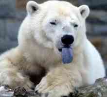 Ursul polar este fratele mai mic al ursului brun