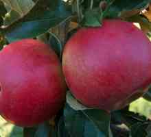 Польские яблоки: сорта, фото и описание