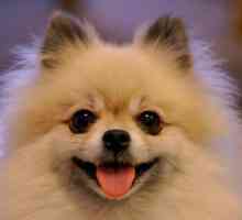 Pomeranian Spitz: conținut și îngrijire. Câini de casă din rase mici