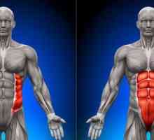 Mușchiul abdominal transversal și alți mușchi abdominali