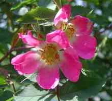 Ordine Rosaceae: floare, formula