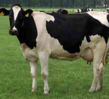 Rasa de vaci Kholmogory: descriere, caracteristici, caracteristici ale conținutului și reproducere