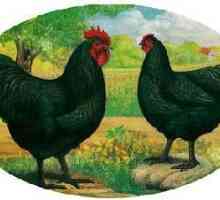 Rasă de pui australian: descriere și fotografie. Carne de ouă de găină