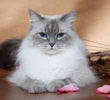Rasa Neva Masquerade este o pisică pentru cei care iubesc animalele cu o blană densă și frumoasă