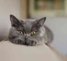 Grey rasa de pisici: nume, descriere și fotografie