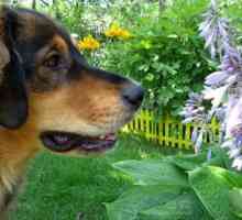 Câine de rasă Dog Specii: Descriere