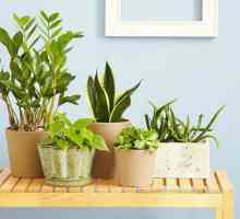 Îngrijirea adecvată la domiciliu pentru plantele de interior