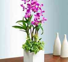 Dendrobium orhidee frumos. Grijă la domiciliu