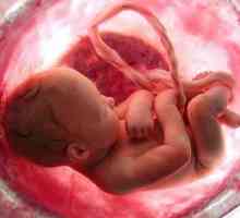Perioade prenatale și postnatale de dezvoltare a copilului
