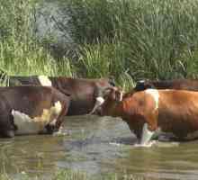 Cauzele apariției și tratării verucilor într-o vacă pe uger