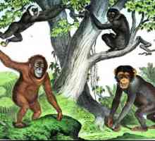 Primate - ce fel de familie? Ordinea primatelor și evoluția lor