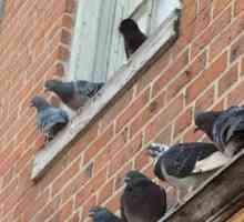 Semne. Porumbeii stau pe pervazul ferestrei - ce ar însemna asta?