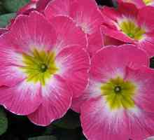 Primrose primrose: descriere, crescând din semințe la domiciliu