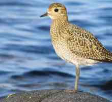 Bird gold plover: descriere și fotografie