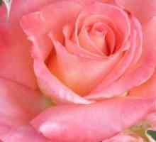 Raffaello - Rose, care arată minunat într-un buchet