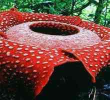 Rafflesia (floare): descriere și fotografie