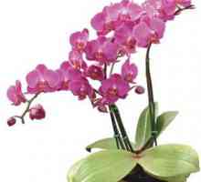 Luați în considerare modul în care orhideea se înmulțește acasă