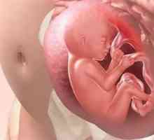 Рассмотрим подробнее, как дышит ребенок в утробе матери