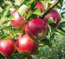 Distanta dintre mere atunci cand plantati cum sa determinati corect?