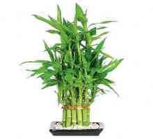 Plante "fericirea bambusului": descriere, caracteristici, îngrijire și reproducere