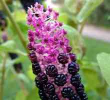 Plant phytolac: îngrijire și cultivare