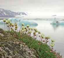 Plante de deșert arctic. Plantele deșertului arctic din Rusia